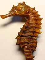 Zeepaardje Taxidermie volledige montage - Hippocampus
