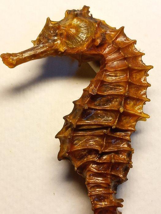 Zeepaardje Taxidermie volledige montage - Hippocampus, Antiek en Kunst, Curiosa en Brocante