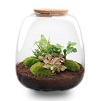 Plant terrarium - Emma - DIY kit -  25 cm - Ø 23 cm - Heder, Huis en Inrichting, Kamerplanten, Verzenden