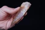 Dinosaurus - Fossiele tand - Carcharodontosaurus saharicus -