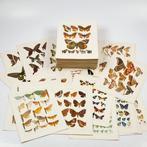 Adalbert Seitz - 750 magnificent full colour