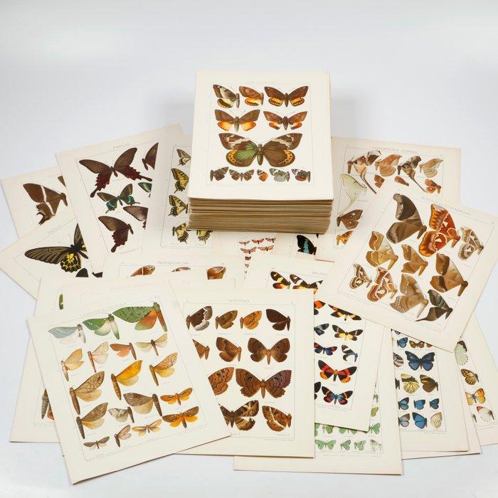 Adalbert Seitz - 750 magnificent full colour, Antiek en Kunst, Antiek | Boeken en Bijbels