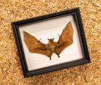 Painted Vesper Bat - framed Taxidermie volledige montage -, Nieuw