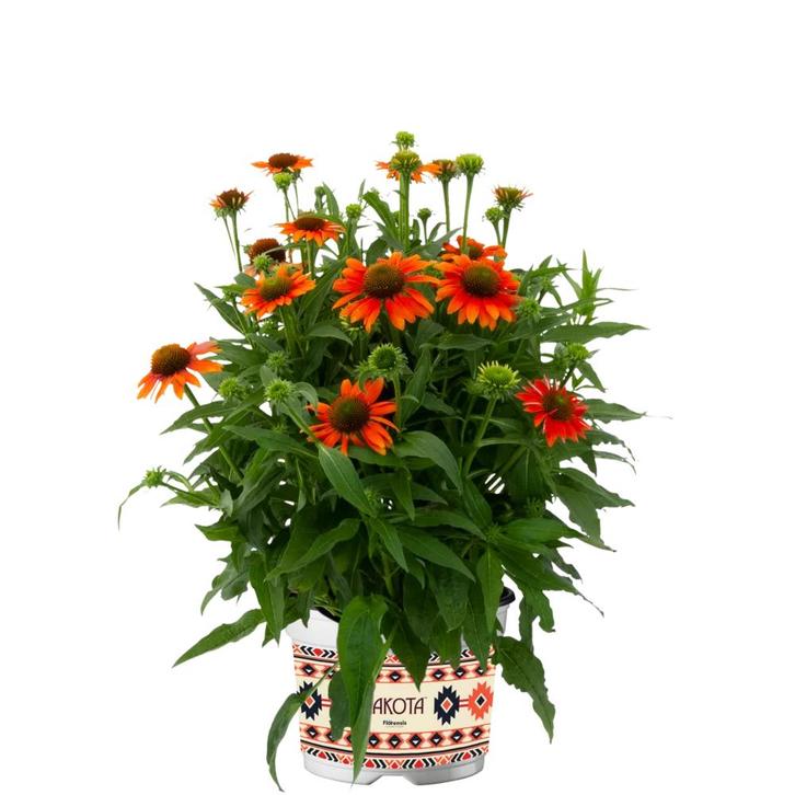 Echinacea Lakota Orange (Herfstplanten kopen?), Tuin en Terras, Planten | Tuinplanten, Siergrassen, Vaste plant, Volle zon, Zomer