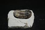 Trilobiet - Gefossiliseerd dier - Boeckops stelcki