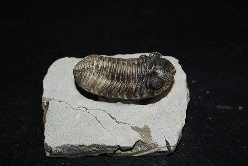 Trilobiet - Gefossiliseerd dier - Boeckops stelcki, Verzamelen, Mineralen en Fossielen