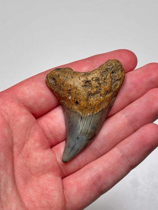 Haai - Fossiele tand - Parotodus benedenii - 6.5 cm - 4.5 cm, Verzamelen, Mineralen en Fossielen