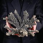 Wit koraal bedekt met 925 zilver - Acropora Florida - Koraal, Nieuw