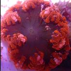 Epicystis Crucifer (Rood), Ophalen of Verzenden, Nieuw