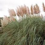 Pampasgras Cortaderia Selloana Rose Plume (Roze), Ophalen of Verzenden, Siergrassen, Halfschaduw