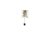 2 stuks! Portugese laurier leiboom 120 cm Prunus lusitanica, Tuin en Terras, Planten | Tuinplanten, Verzenden