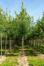 Fraxinus excelsior hoogstam 20/25