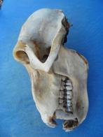 Baviaan Schedel - Papio anubis - with proof of legal origin, Nieuw