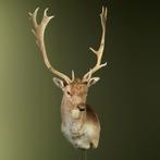 Damhert Taxidermie Opgezette Dieren By Max, Verzamelen, Dierenverzamelingen, Ophalen of Verzenden, Nieuw, Wild dier, Opgezet dier