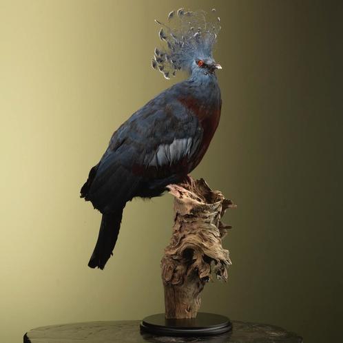 Kroonduif Taxidermie Opgezette Dieren By Max, Verzamelen, Dierenverzamelingen, Opgezet dier, Nieuw, Vogel, Ophalen of Verzenden