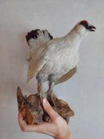 Sneeuwhoen Taxidermie volledige montage - Lagopus muta - 30, Verzamelen, Dierenverzamelingen, Nieuw