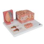 Anatomie model tong, Nieuw, Verzenden