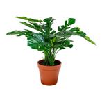 Monstera, Verzenden, Nieuw