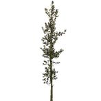 Steeneik - Quercus Ilex - Omtrek: 10-14 cm | Hoogte: 300 cm, Ophalen of Verzenden