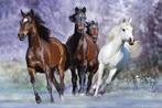 Poster Bob Langrish Running 91,5x61cm, Verzenden, Nieuw, A1 t/m A3