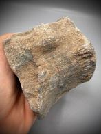 Fossiele staartwervel van een sauropode - Fossiel bot, Verzamelen