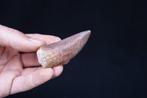 Afrikaanse theropode - Fossiele tand - Carcharodontosaurus, Verzamelen, Mineralen en Fossielen