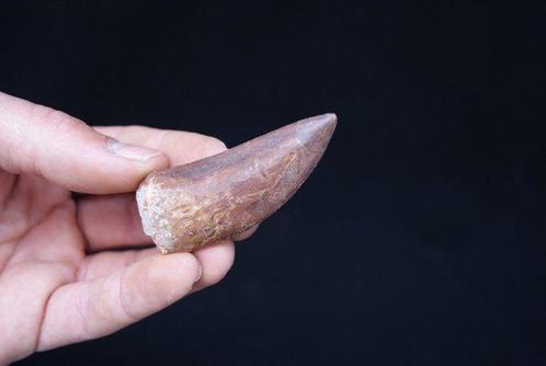 Afrikaanse theropode - Fossiele tand - Carcharodontosaurus, Verzamelen, Mineralen en Fossielen