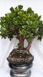 Crassula Ovata - Hoogte (boom): 60 cm - Diepte (boom): 70 cm, Antiek en Kunst