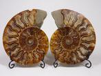 Ammoniet - Gefossiliseerd dier - - translucent - Aioloceras