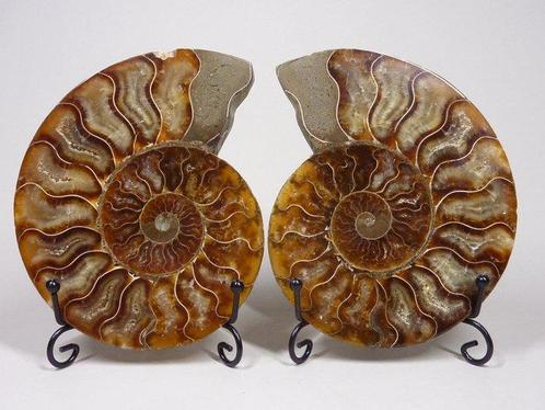 Ammoniet - Gefossiliseerd dier - - translucent - Aioloceras, Verzamelen, Mineralen en Fossielen