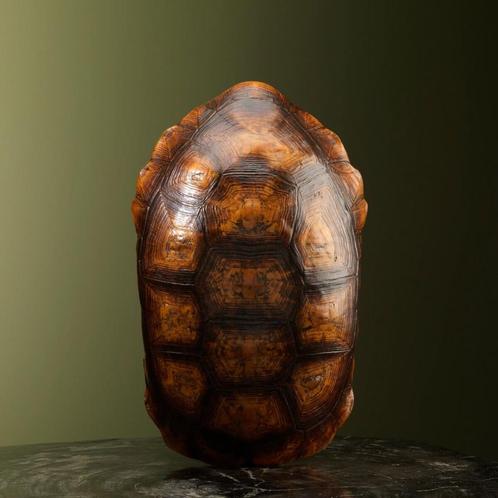 Kolenbranderschildpad Schild, Verzamelen, Dierenverzamelingen, Opgezet dier, Nieuw, Reptiel of Amfibie, Ophalen of Verzenden