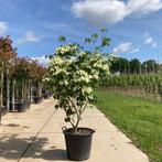 Kornoelje | Cornus kousa Chinensis