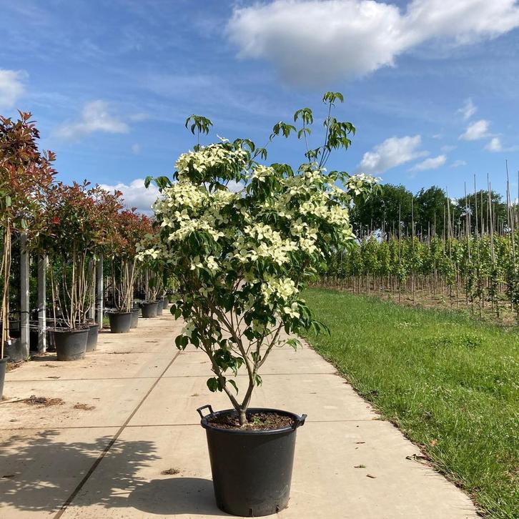 Kornoelje | Cornus kousa Chinensis, Tuin en Terras, Planten | Bomen