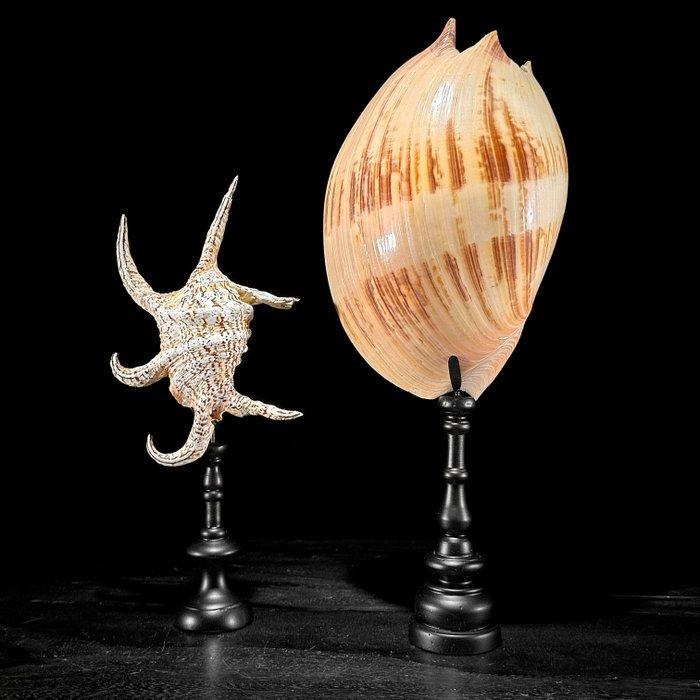 Prachtige set van 2 schelpen - Spider Conch Shell & Melo, Antiek en Kunst, Kunst | Designobjecten