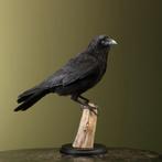Kraai Taxidermie Opgezette Dieren By Max, Verzamelen, Ophalen of Verzenden, Nieuw, Vogel, Opgezet dier