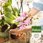 Pokon Powerspray orchidee 300 ml, Tuin en Terras, Verzenden