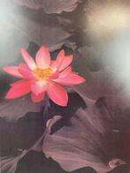 Edward Steichen - LOTUS by EDWARD STEICHEN 1988 (Int. museum, Antiek en Kunst, Kunst | Tekeningen en Foto's