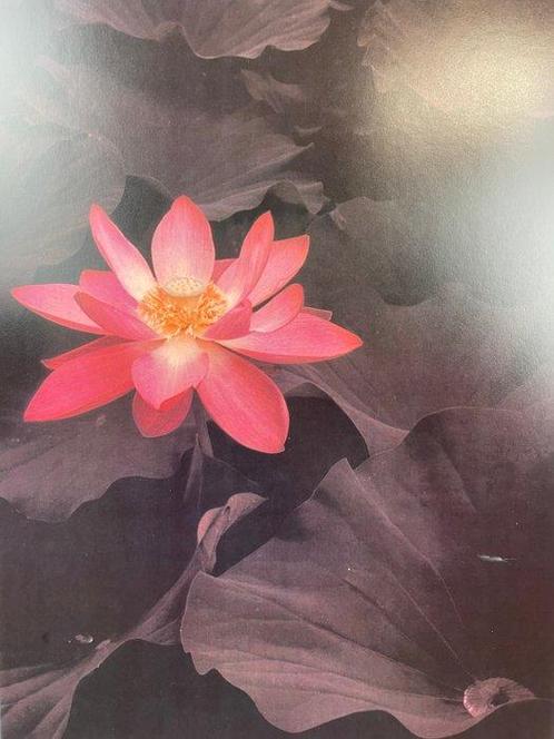 Edward Steichen - LOTUS by EDWARD STEICHEN 1988 (Int. museum, Antiek en Kunst, Kunst | Tekeningen en Foto's