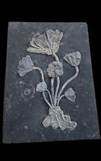 Zeer mooie verzameling zeeleven - Gefossiliseerde plant -