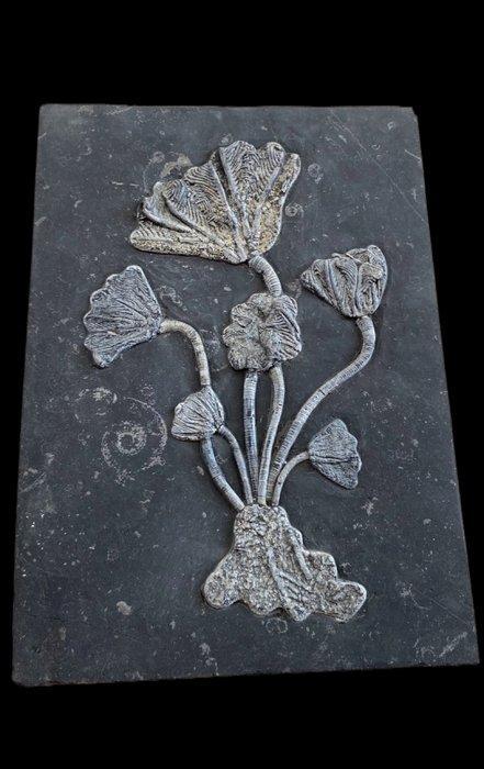 Zeer mooie verzameling zeeleven - Gefossiliseerde plant -, Verzamelen, Mineralen en Fossielen