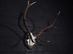 Large Red Stag Trophy Schedel - Cervus elaphus - 45 cm - 55, Verzamelen, Dierenverzamelingen, Nieuw