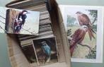 Vogels en 40 knipsels met vogels - Ansichtkaarten (Groep van