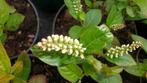 Itea virginica 'Henry's Garnet' , bloemwilg, pot , 40-50 cm, Ophalen of Verzenden, Zomer, Vaste plant