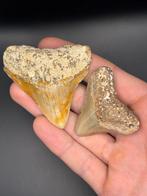 Megalodon - Fossiele tand - Carcharias Megalodon - 7.1 cm -, Verzamelen, Mineralen en Fossielen