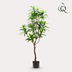 Kunstplant - Dracaena - Drakenboom - 130 cm, Verzenden, Nieuw