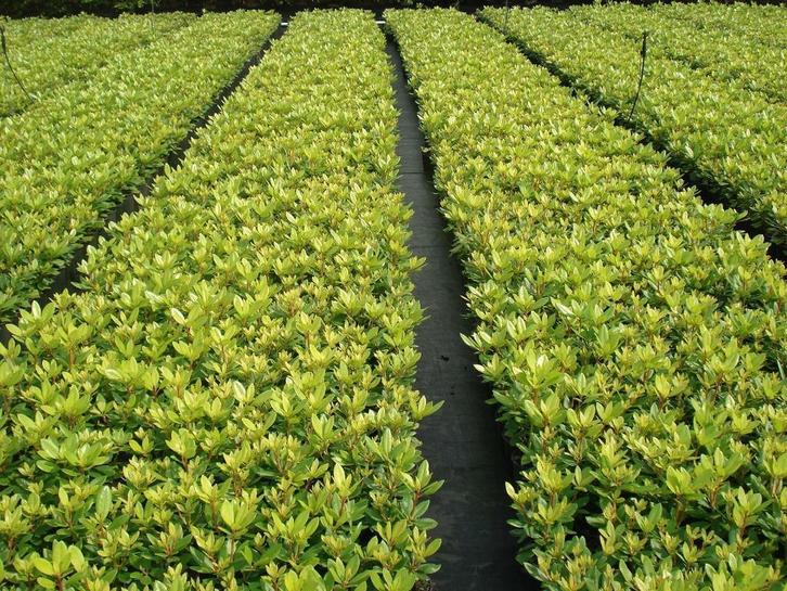 serieus bod gevraagd partij rhododendrons(rhododendron), Tuin en Terras, Planten | Tuinplanten, Ophalen