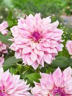 Dahlia Café au Lait Royal, Tuin en Terras, Bloembollen en Zaden, Ophalen of Verzenden