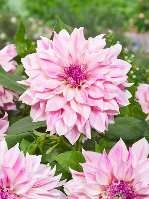 Dahlia Café au Lait Royal, Tuin en Terras, Bloembollen en Zaden, Ophalen of Verzenden