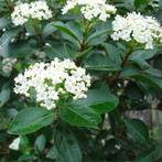 Viburnum tinus - 20-30 cm hoogte, Ophalen of Verzenden