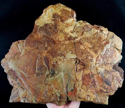 Spectaculaire graptoliet met buitengewone conservering!!! -, Verzamelen, Mineralen en Fossielen